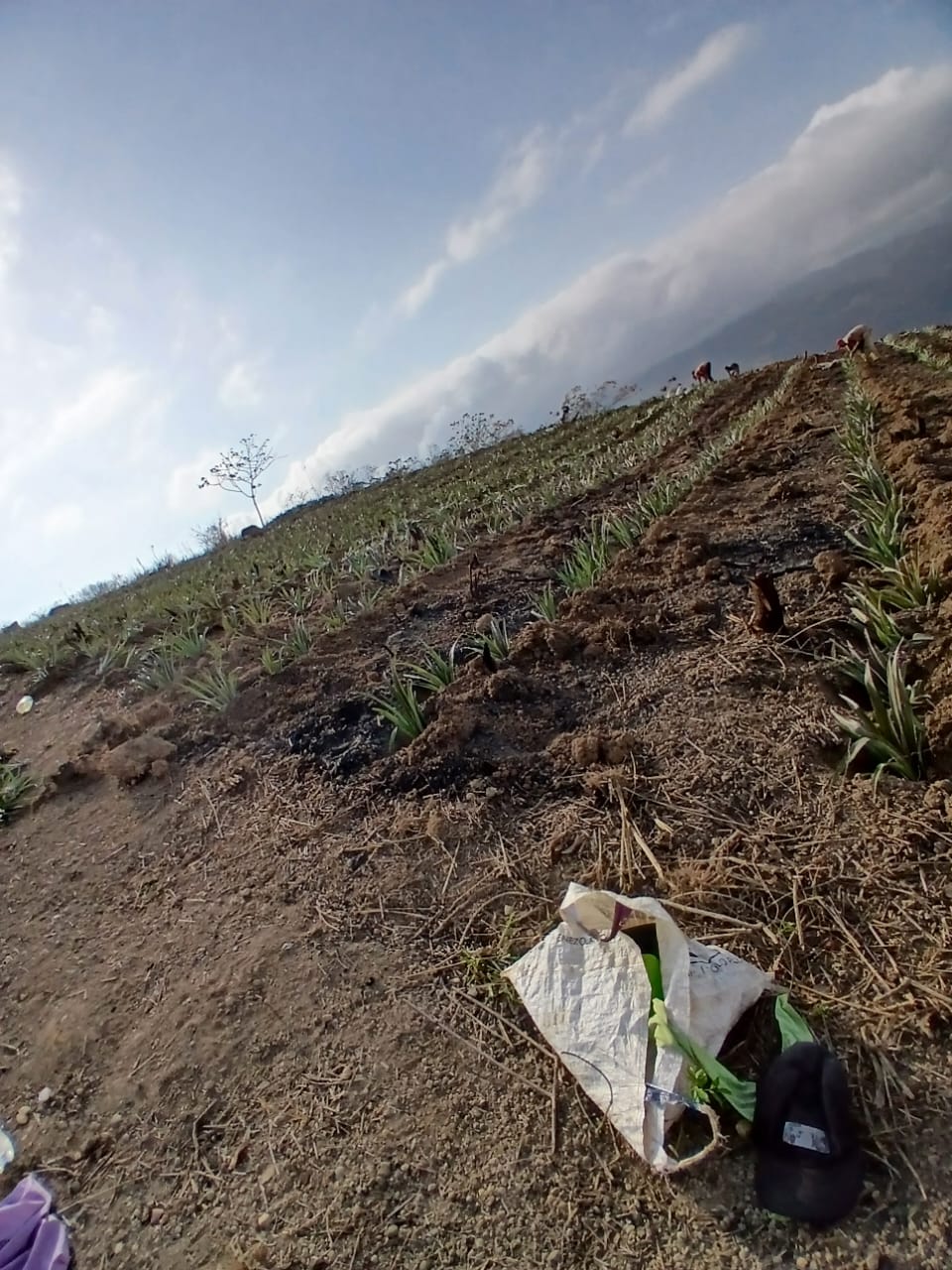 Plot A mountain farm Bobare