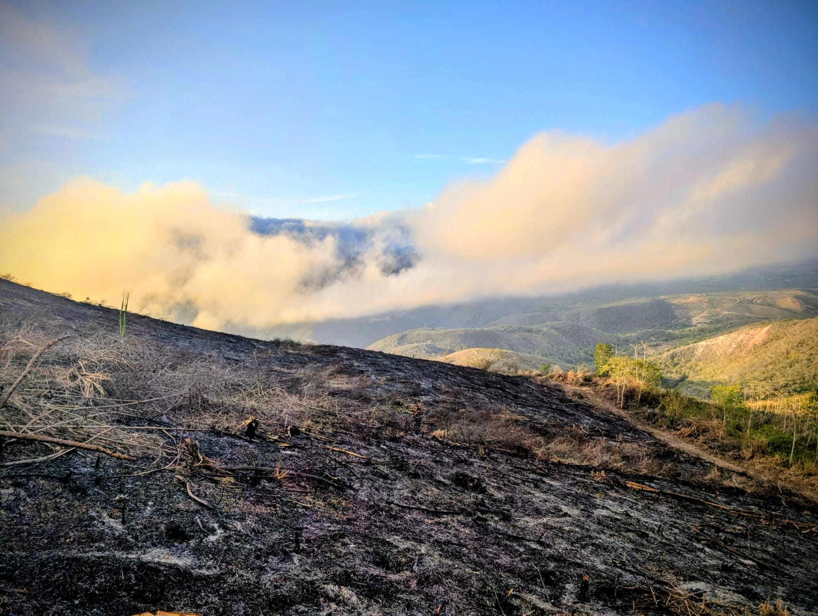 Pineapple plants Bobare
