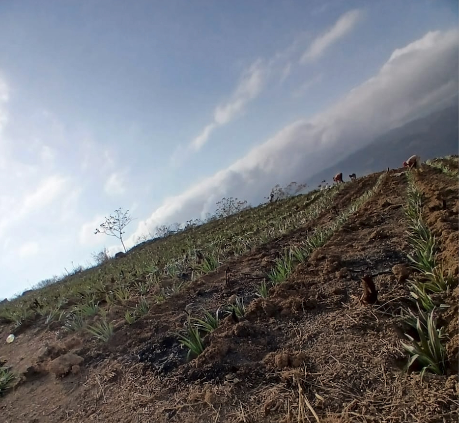 Plot A mountain farm Bobare