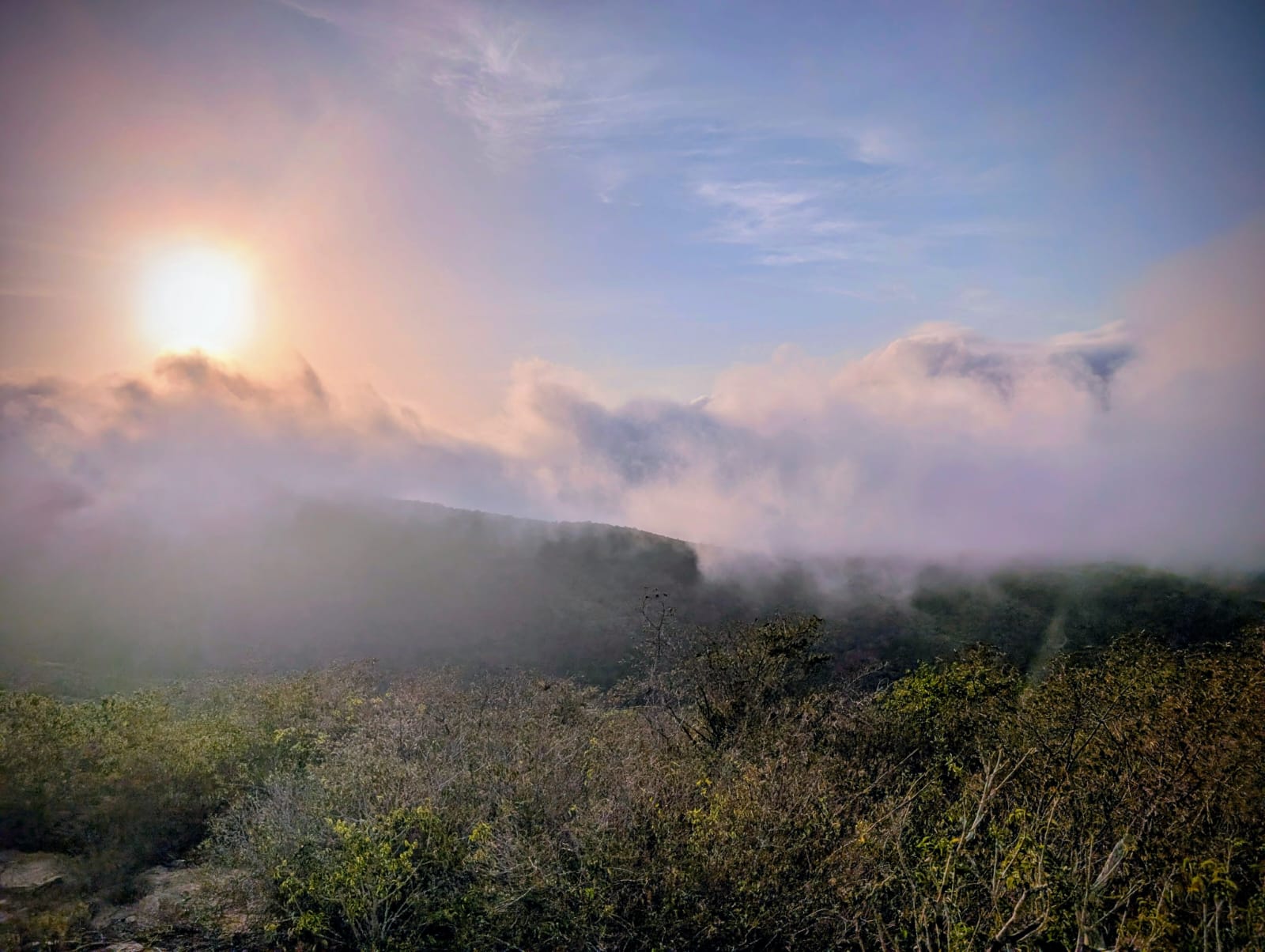 Pineapple plants Bobare