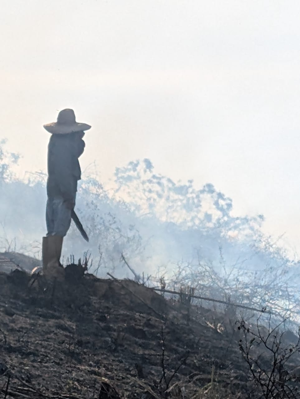 Pineapple farm Lara State Venezuela